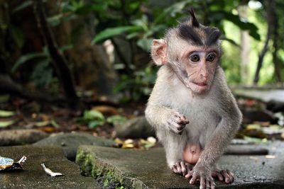 Close-up of infant monkey on stone in forest