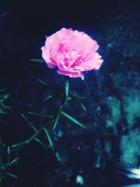 Close-up of pink flower blooming outdoors