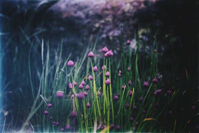 Close-up of pink flowers blooming in field