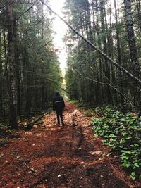 Rear view of man and dog walking in forest