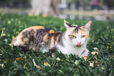 Portrait of cat on grass