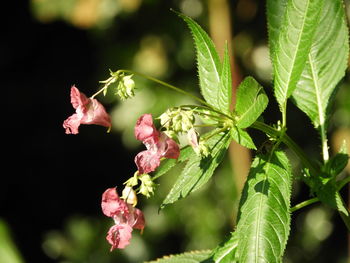 Close-up of pink flowering plant