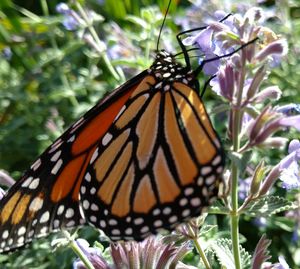 Close-up of butterfly on leaf