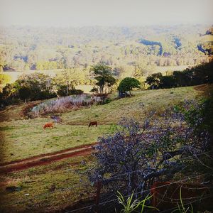 Plants growing on field