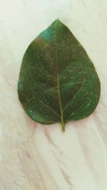 High angle view of fresh green leaves on table