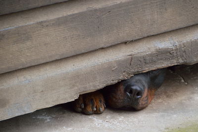 High angle view of dog sleeping