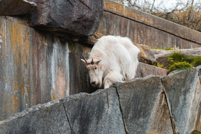 Dog lying on rock against wall