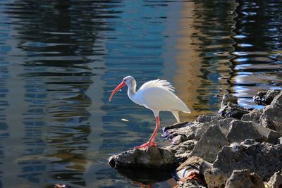 White ibis bird perching on rock in lake