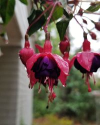 Close-up of wet red flowering plant