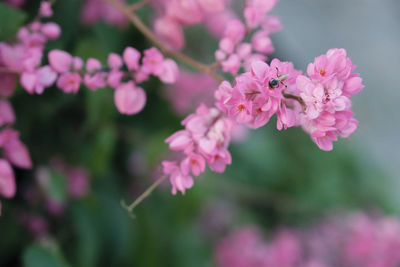 Coral vine and bee very beautiful in nature.