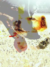 Close-up of jellyfish swimming in water