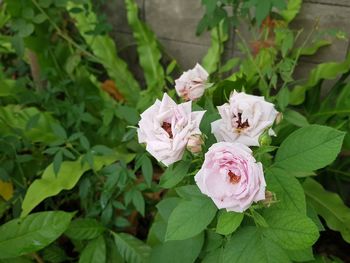 Close-up of pink flowering plant