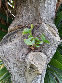 Close-up of tree trunk