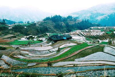 Panoramic view of rice paddy