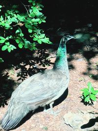 Close-up of peacock perching on tree