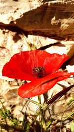 Close-up of red poppy blooming outdoors