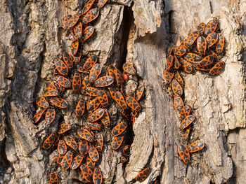 Close-up of tree trunk