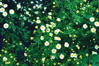 Close-up of flowers