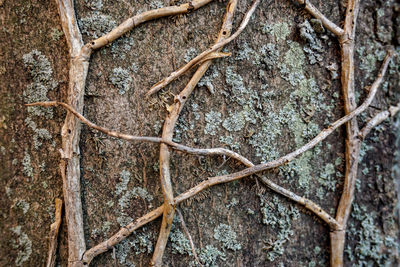 Full frame shot of dry plants during winter