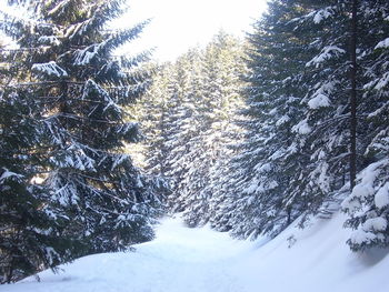 Scenic view of snow covered landscape