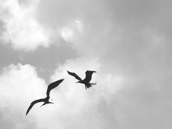 Low angle view of seagulls flying against sky