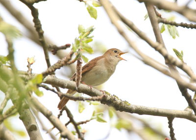 Low angle view of bird perching on tree