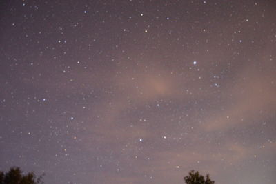 Low angle view of trees against sky at night