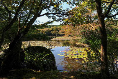 Trees by lake in forest against sky