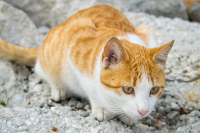 Close-up portrait of ginger