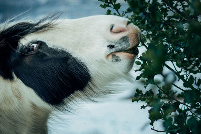 Close-up of a horse