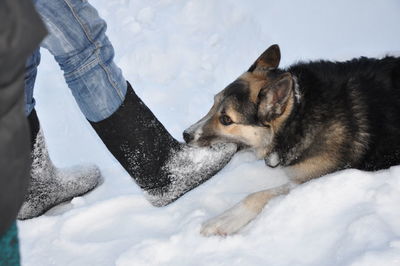 Low section of person with dog in snow