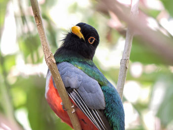 Close-up of bird perching on tree