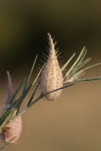 Close-up of plant against blurred background