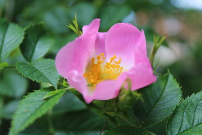 Close-up of pink flowering plant
