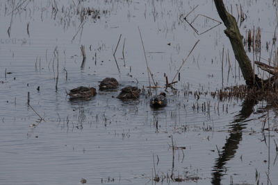 Ducks swimming in lake