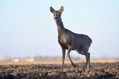 Portrait of deer standing on field against clear sky