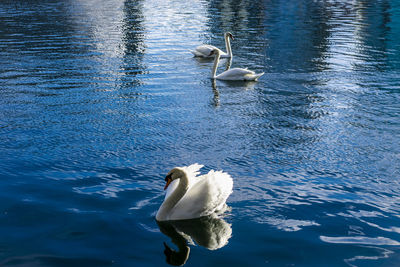 High angle view of swans swimming in lake