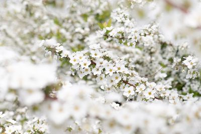 Close-up of white cherry blossom tree
