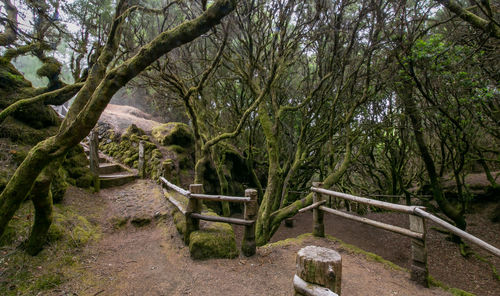 Footpath amidst trees in park