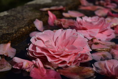 Close-up of pink roses