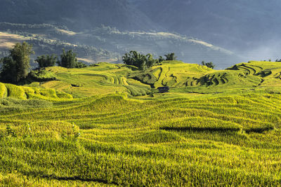 Scenic view of agricultural field