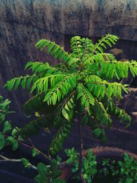 High angle view of fern leaves on tree