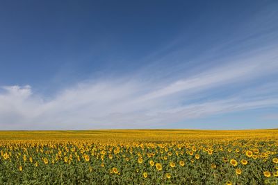 Scenic view of oilseed rape field against sky