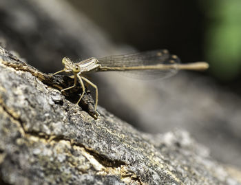 Close-up of insect on rock