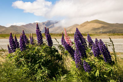 Scenic view of flowering plants on field against sky