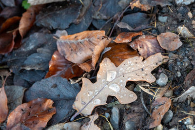 High angle view of dry maple leaf on wet land