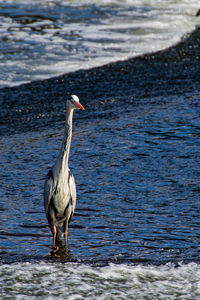 View of a bird on the beach