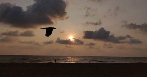 Silhouette bird flying over sea during sunset