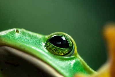 Macro shot of green frog eye