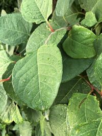 Close-up of raindrops on leaves